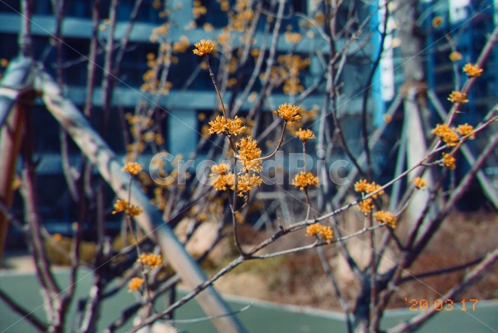plant,식물,꽃,산수유,꽃봉오리,blossom