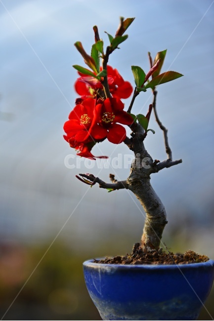 blossom,plant,식물,flower,꽃,봄꽃,공원,빨간꽃,꽃봉우리,pollen,화분,명자나무,명자나무꽃,식물,자연,plants,nature,꽃,flower