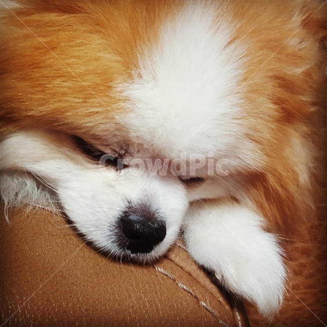 rest,cute,puppy,mammal,pomeranian,cuteness,animal,pet dog,dog,Sleeping appearance,pet