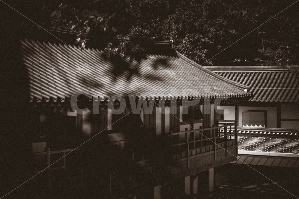 흑백,monochrome,감성,절,temple,봉은사,풍경,landscape,아련,한국전통,한국문화,korean traditional,korean culture,종교,신앙,religion,belief,faith,감성,sensible,feeling,흑백,모노톤,monochrome,black and white