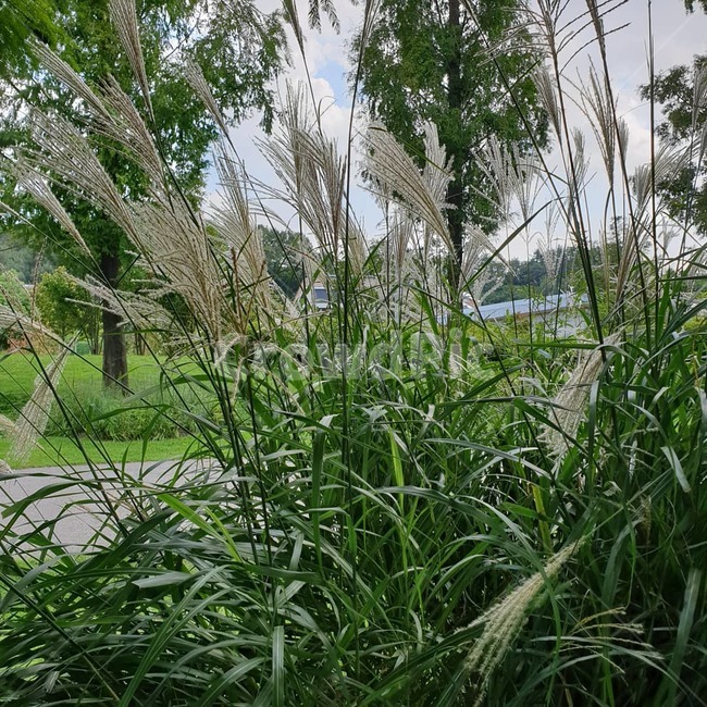 grass,풍경,plant,식물,lawn,잔디