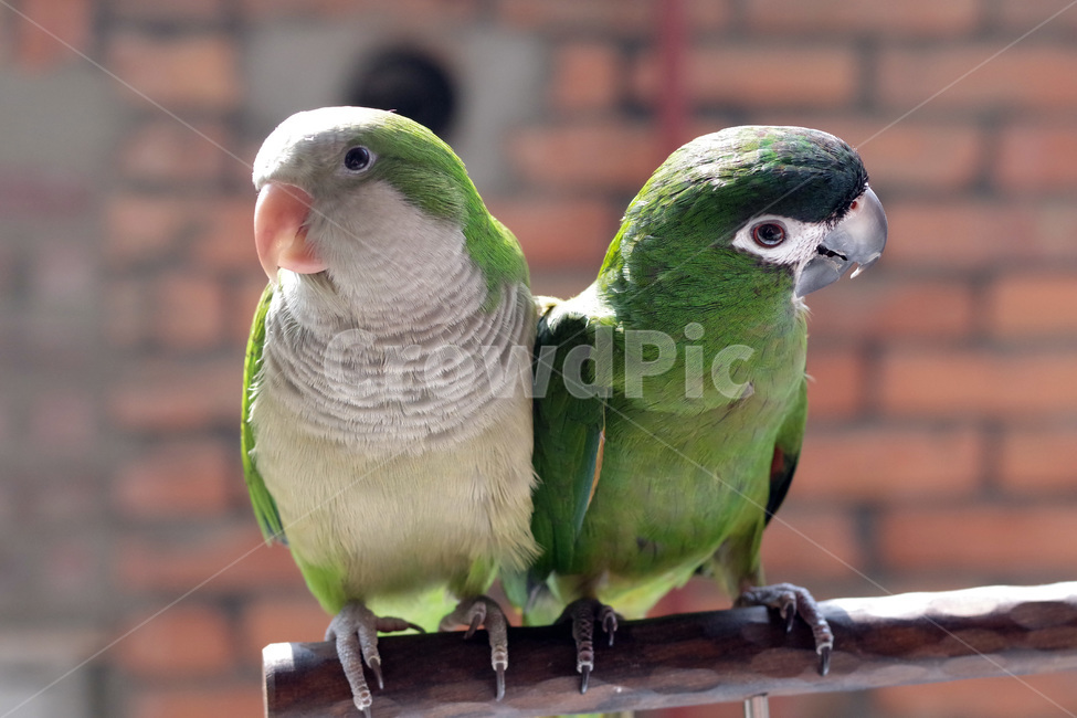 앵무새,봄,동물,조류,한스마카우,퀘이커,PARROT,MACAW,QUAKER,SPRING,동물,animal,조류,새,birds