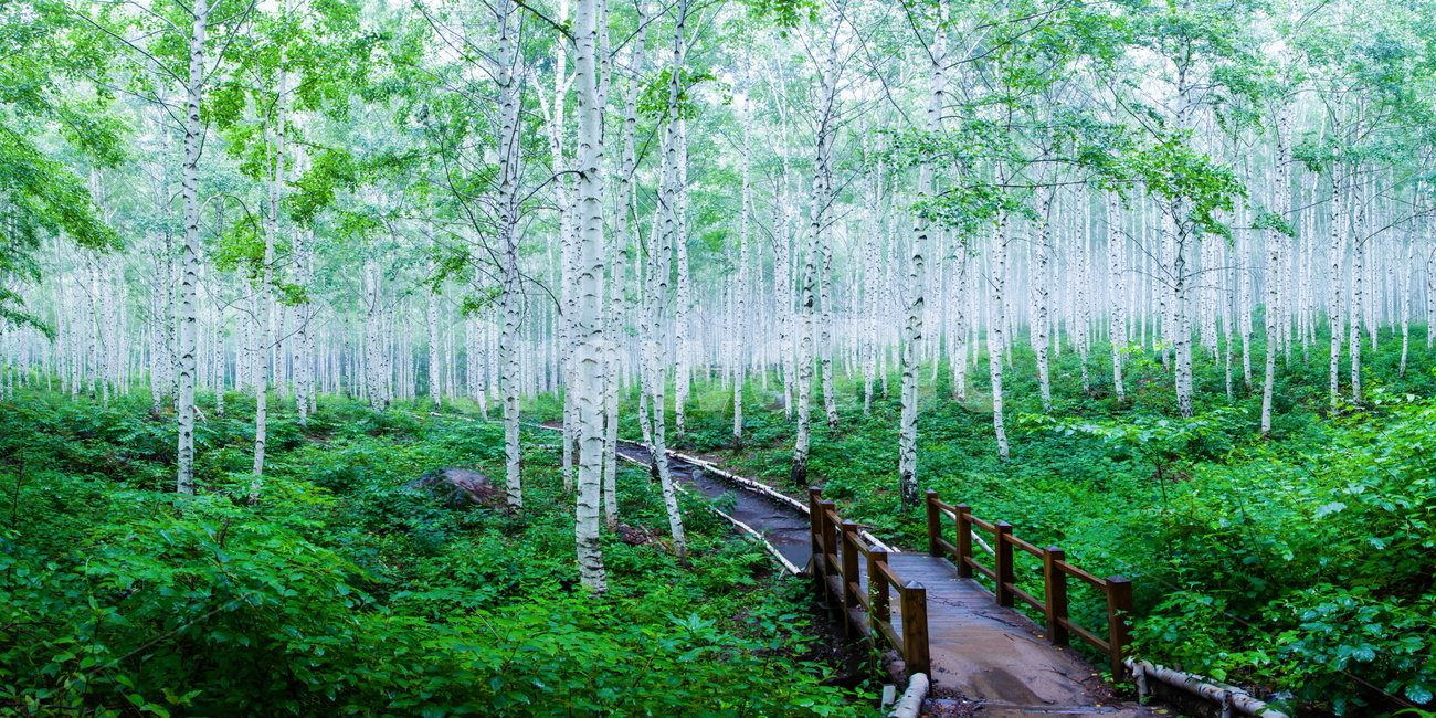 자작나무,자작나무숲,나무,여름숲,birch,tree,자연,풍경,nature,landscape,식물,plants,나무,trees,wood,휴식,힐링,rest,relaxation,healing,plant