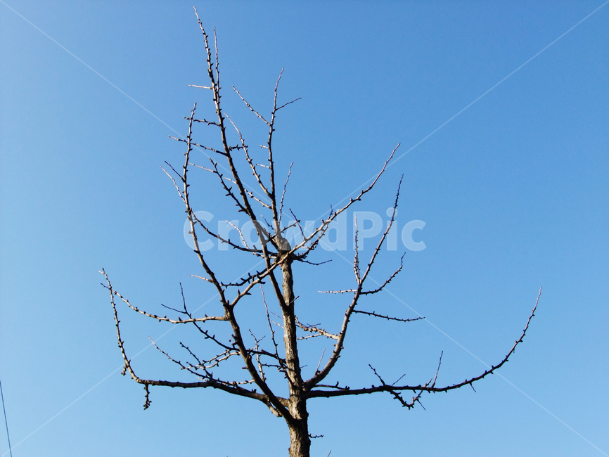 plant,식물,tree,나무,하늘,파랑,sky,blue,가지,겨울,branch