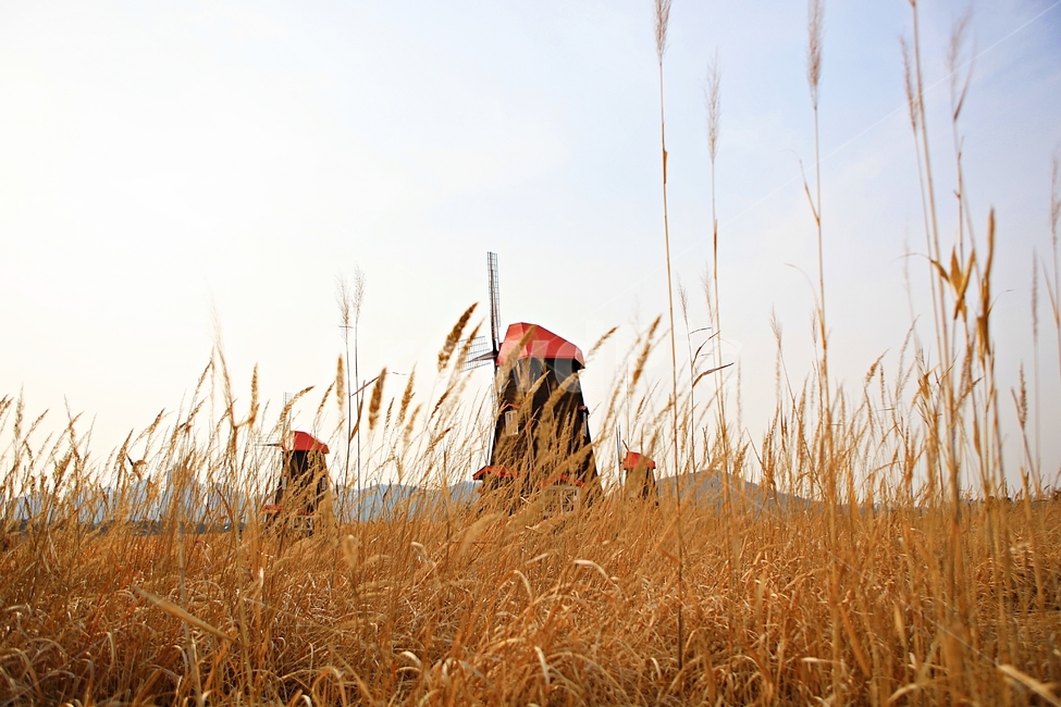 풍차,갈대,배경,자연,풍경,하늘,가을,계절,fall,autumn,season,건축물,건물외관,exterior,building,structure,architecture,construction,grass,잔디,plant,식물,lawn,reed