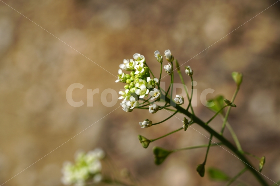 봄,꽃,말냉이,플라워,자연,식물,flower,spring,nature,풍경,landscape,경치,plants,season,계절,접사,마크로,macro,클로즈업,closeup,식물,자연,plants,nature,꽃,flower