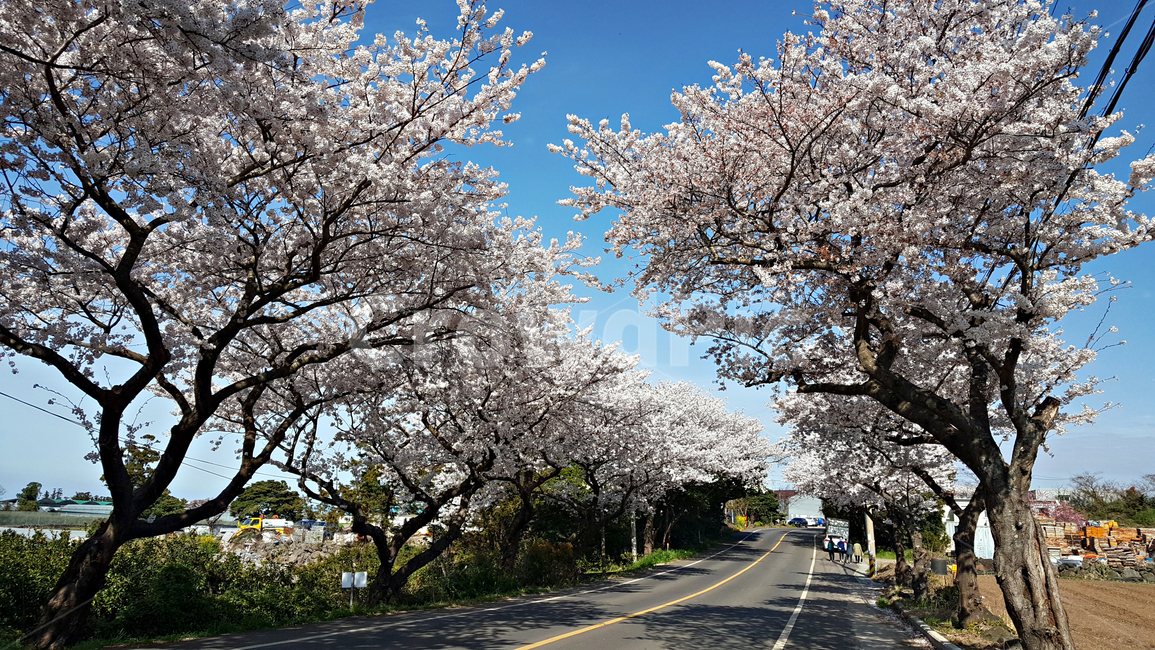 벚꽃,꽃,flower,식물,blossom,plant