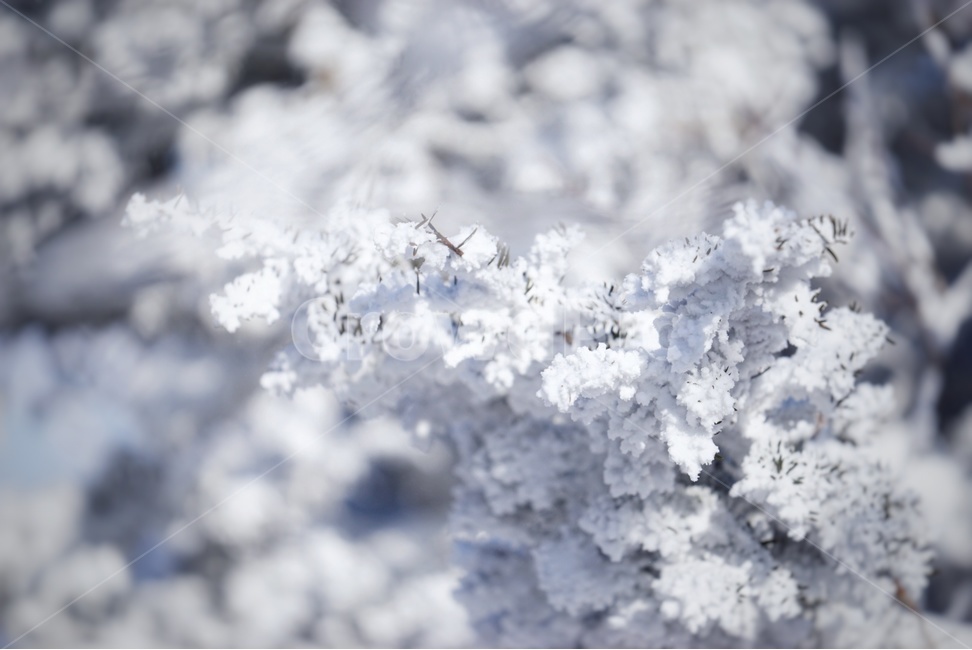 자연,겨울,풍경,산,눈,나무,눈꽃,겨울,계절,winter,season,식물,자연,plants,nature