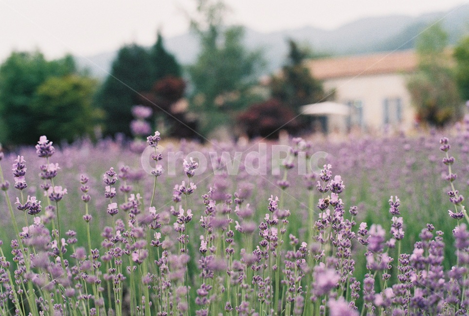 라벤더,lavender,보라색,꽃,허브,라벤더팜,flower,purple,herb,봄,자연,nature,초여름,6월,식물,자연,plants,nature,꽃,flower