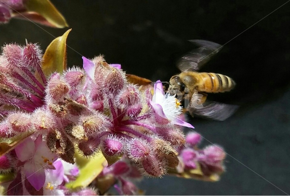 꿀벌,벌,꽃,꿀,bee,honey,flower,자연,동물,nature,animal,야외,outdoor,곤충,날개,꽃잎,생태계,환경,식물,자연,plants,nature,꽃,flower,동물,animal,곤충,벌레,insect,bug