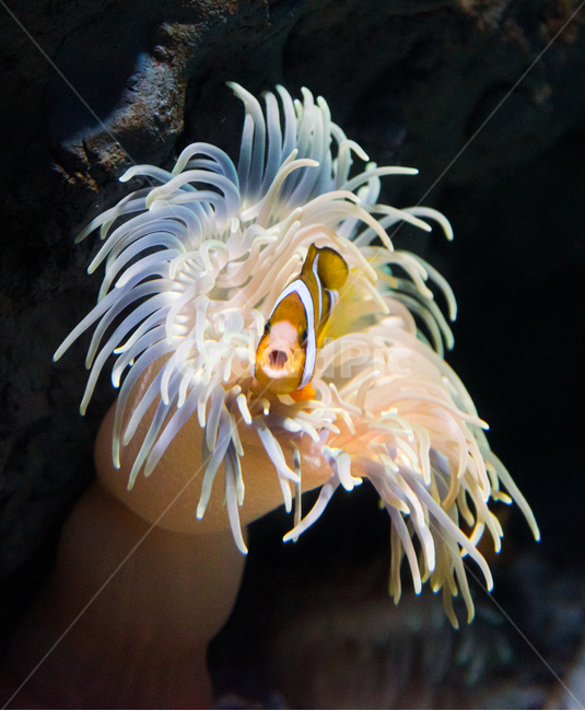 크라운피시,니모,퍼큘라피시,담셀,아쿠아리움,동물,animal,어류,물고기,fish