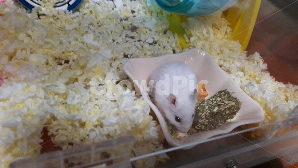 햄스터,러시안화이트햄스터,정글리안,펄햄스터,아기햄스터,동물,animal,포유류,mammal