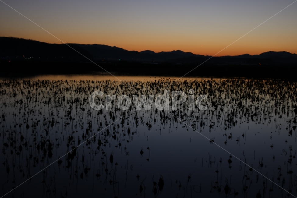 청도,혼신지,연꽃,해질녘,노을,자연,풍경,nature,landscape,outdoors,옥외,land,땅,water,물