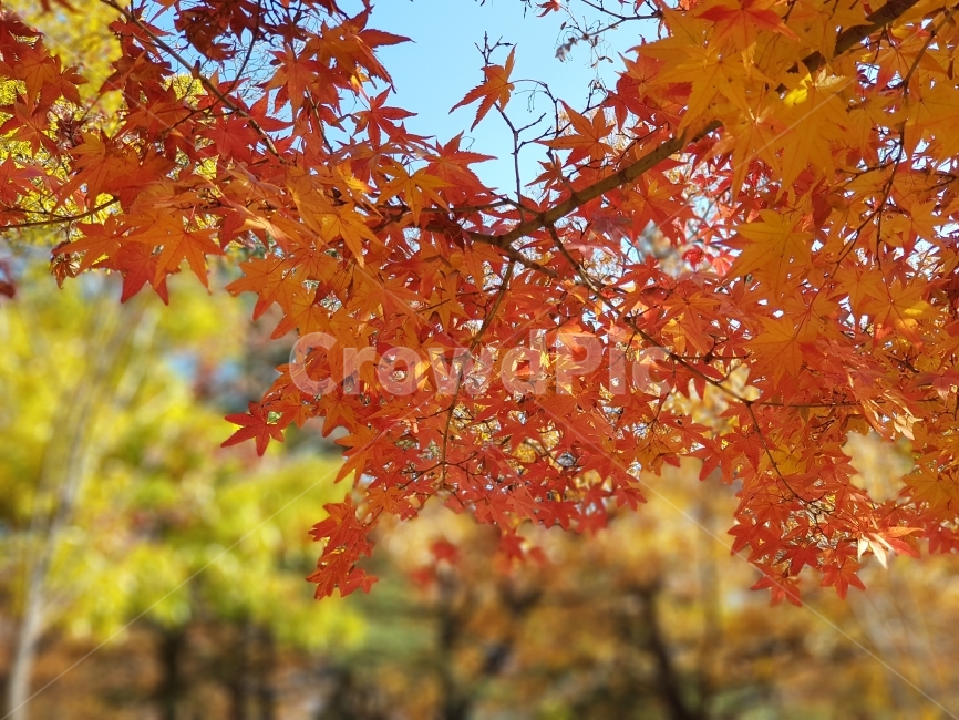 가을,단풍,단풍잎,단풍나무,단풍색깔,가을사진,낙엽사진,단풍사진,단풍잎사진,단풍나무물듬,단풍물듬,빨간단풍잎,단풍잎이뻐,가을여행,가을여행지,가을느낌,가을소식,가을냄새,가을나무,가을놀이,단풍놀이,단풍소식,가을,계절,fall,autumn,season,식물,자연,plants,nature,leaf,잎,plant,tree,나무