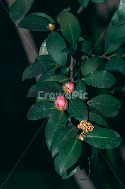 동백꽃,꽃,동백,동백나무,봄꽃,빨강,초록,빛,식물,자연,plants,nature,flower,bloom,배경화면,식물,자연,plants,nature,꽃,flower