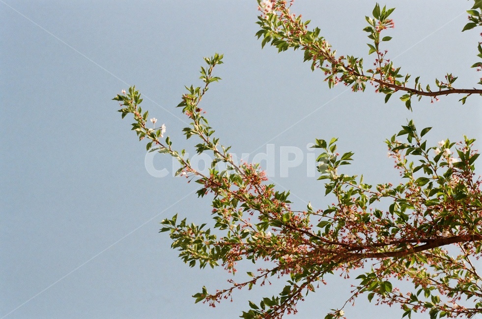 왕벚꽃나무,꽃나무,벚꽃,꽃이지다,하늘,식물,자연,plants,nature