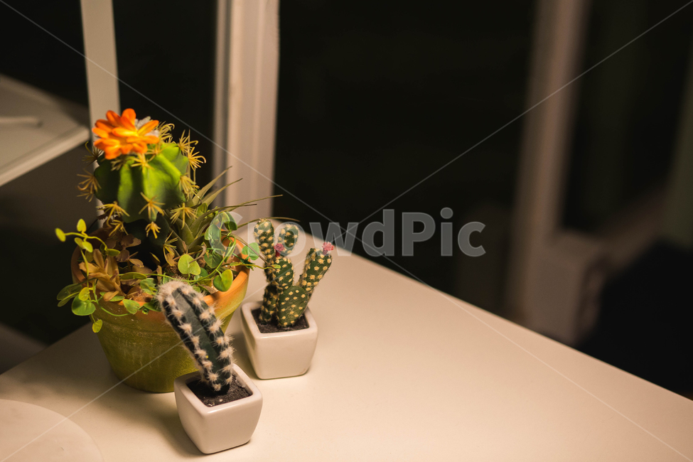 카페,소품,인테리어,화분,선인장,실내용화초,화분,화초,house plant