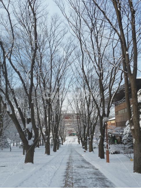 nature,자연,outdoors,옥외,tree,나무,plant,식물,눈,하늘,풍경,겨울,계절,winter,season,자연,풍경,nature,landscape