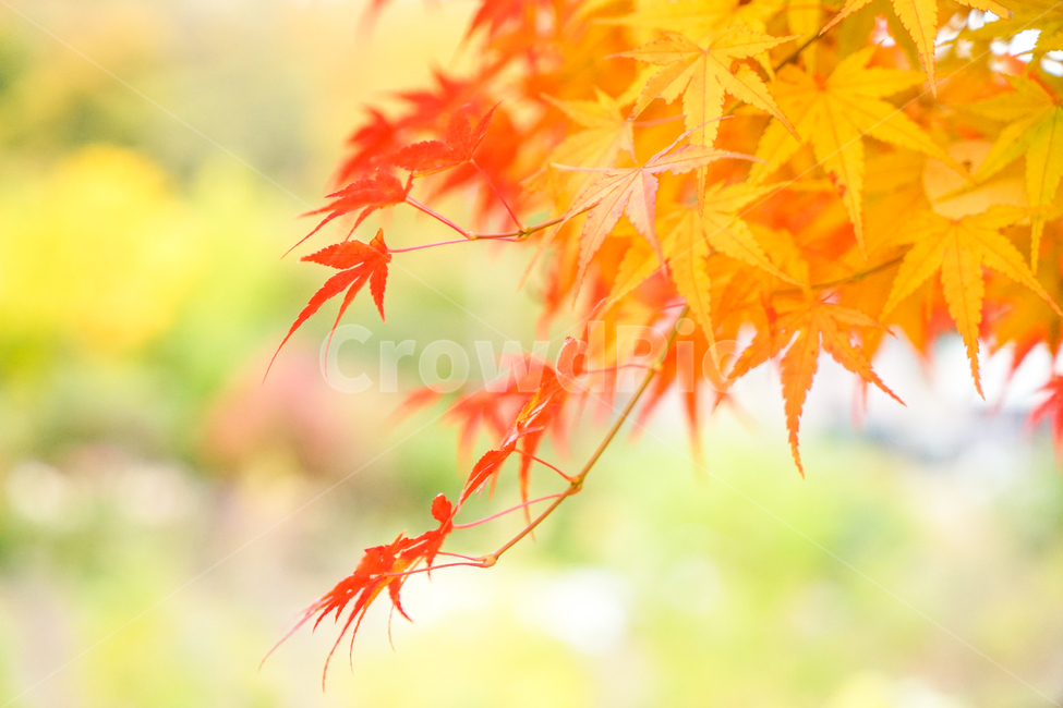 단풍,가을,물단풍,나무,계절,추색,단풍잎,잎새,가을,계절,fall,autumn,season,plant,식물,leaf,잎,tree