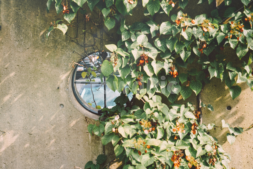식물,plant,녹색,햇빛,greenery,식물,자연,plants,nature
