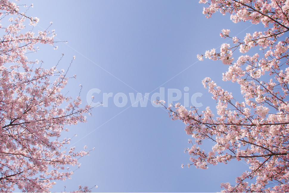 봄,벚꽃,꽃,배경,자연,풍경,하늘,나무,공원,식물,벚나무,축제,조경,나뭇가지,시골,경치,화사한,핑크,향기,분홍,맑음,생화,만개,만발,따스한,배경화면,청명한,벚꽃세상,따뜻한,가로,봄,계절,spring,season,식물,자연,plants,nature,꽃,flower,plant,blossom,cherry blossom