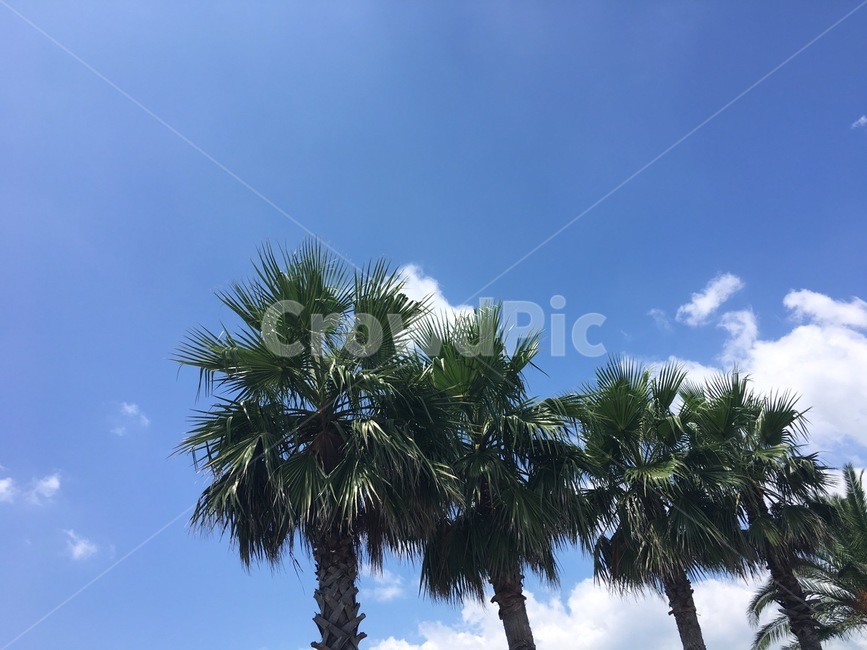 palmtree,야자수,tree,나무,plant,식물,summer,여름,제주도,jeju,하늘,sky,자연,풍경,nature,landscape,palm tree