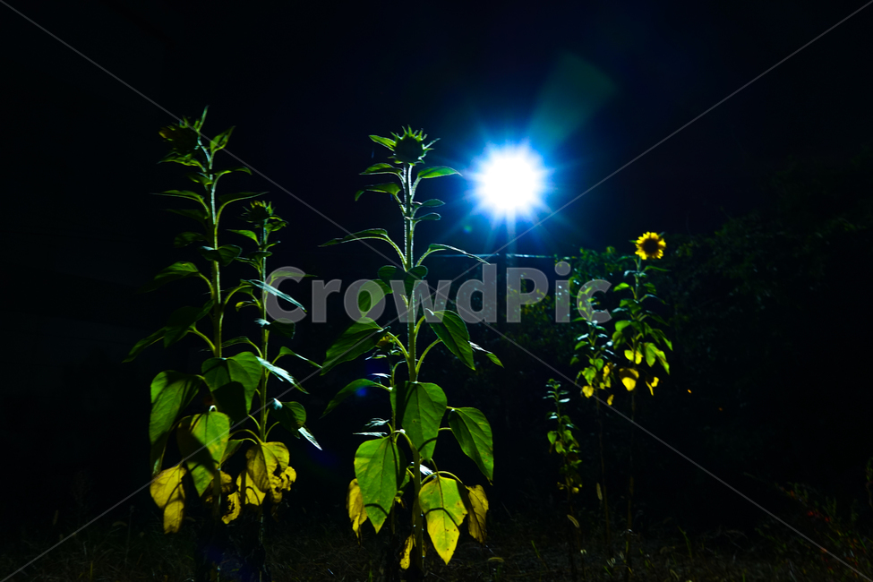 해바라기,꽃,야경,조명,자연,식물,야경,밤,풍경,nightscape,night,landscape,식물,자연,plants,nature,꽃,flower,light,빛,flare,플레어