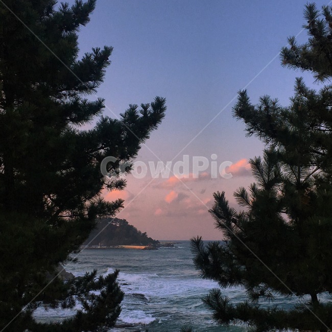 하늘,노을,바다,파도,풍경,바다풍경,소나무,섬,sea,wave,sky,자연,풍경,nature,landscape,plant,식물,tree,나무,shoreline,해안선,water,물,land,땅,outdoors,옥외,fir,전나무,ocean,대양