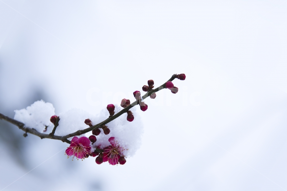 설중매,꽃,매화꽃,매화,매화나무,매실,눈,자연,봄,봄꽃,겨울,계절,winter,season,식물,자연,plants,nature,꽃,flower
