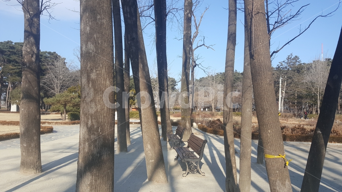 겨울숲,겨울나무,앙상한,꼿꼿한,썰렁한,겨울,계절,winter,season,식물,자연,plants,nature,나무,trees,wood