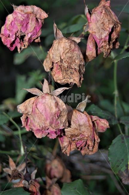 자연,꽃,leaf,잎,plant,식물,장미꽃,말린장미,시든장미