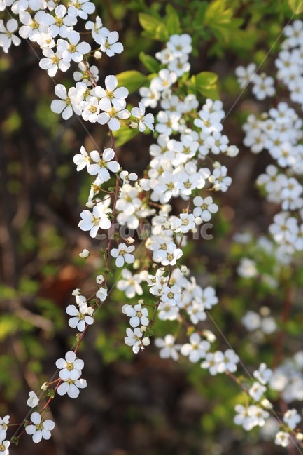 꽃,흰색,노란색,초록색,빛,flower,white,yellow,green,light,hana,shiro,kiiro,midori,hikari,봄,계절,spring,season,식물,자연,plants,nature,꽃,flower,plant,blossom