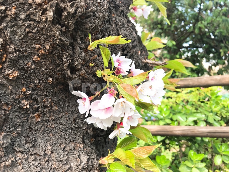 배경,풍경,봄,꽃,벚꽃,흩날리는,spring,flower,식물,자연,plants,nature,꽃,flower