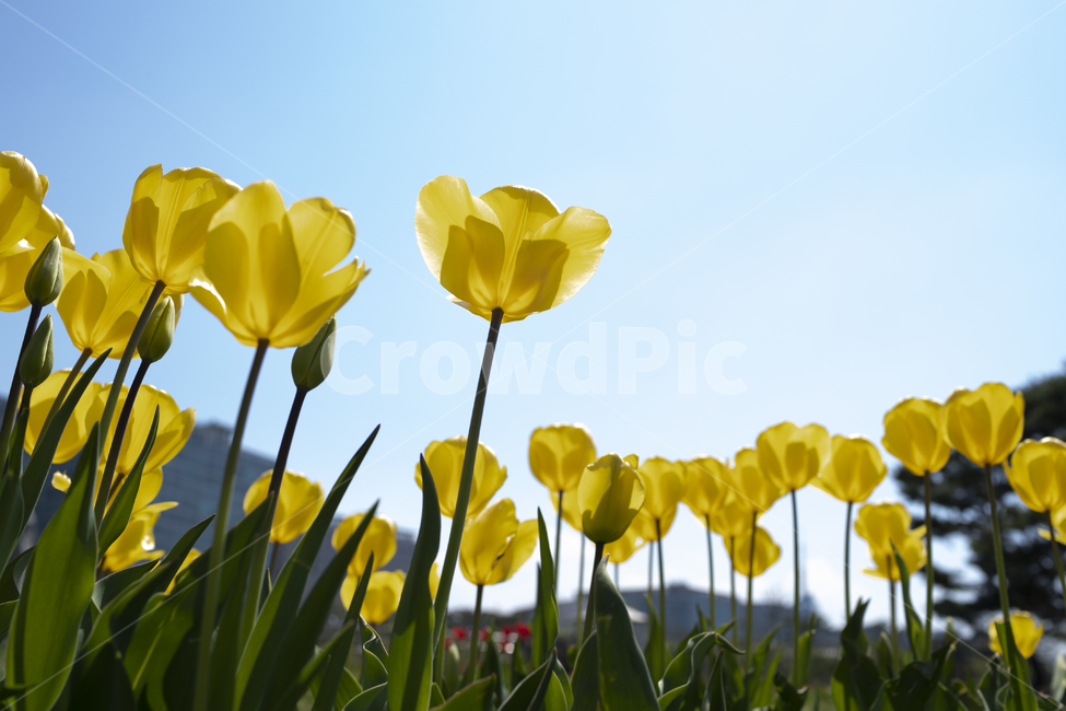 튜립,배경화면,꽃배경,초여름꽃,배경,식물,자연,plants,nature,꽃,flower