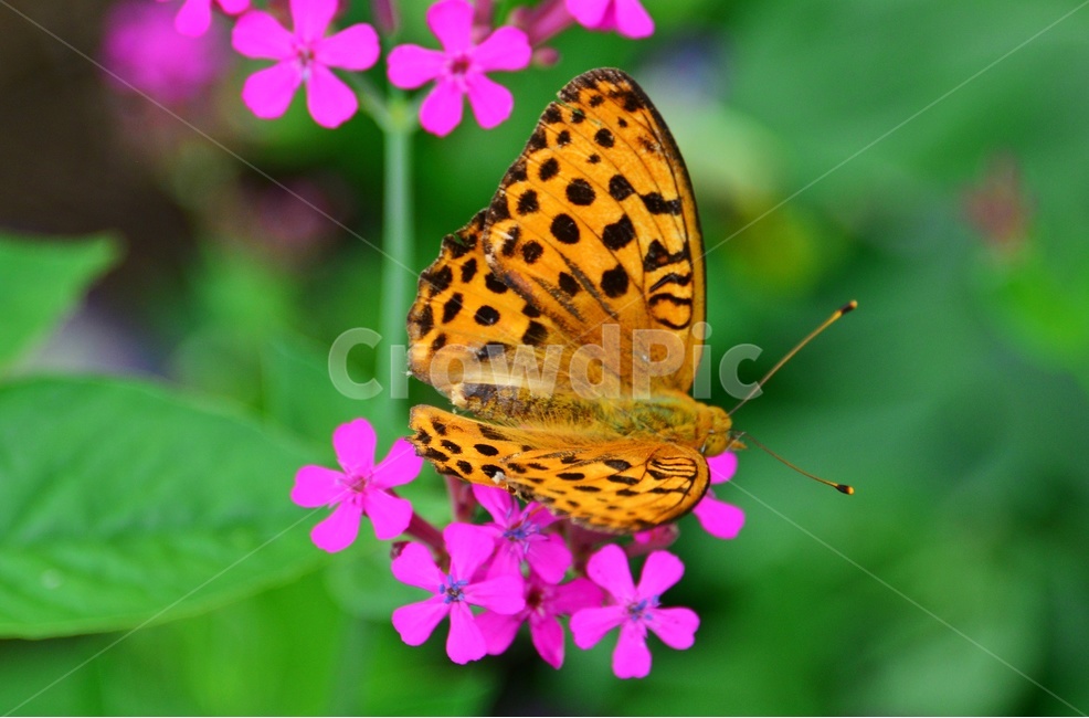plant,식물,blossom,flower,꽃,leaf,잎,끈끈이대나물,호랑나비,동물,animal,곤충,벌레,insect,bug