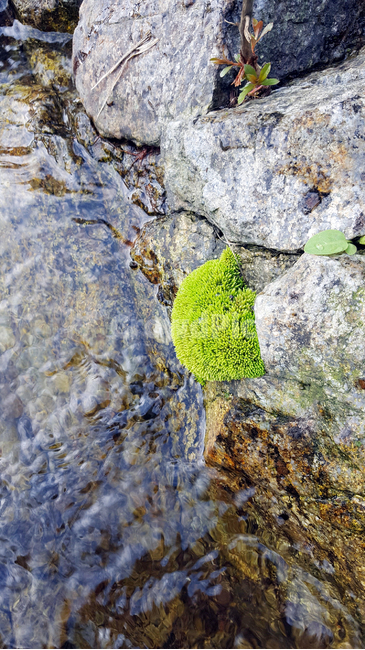 plant,식물,이끼,계곡,water,물,자연,신비로운,깨끗한