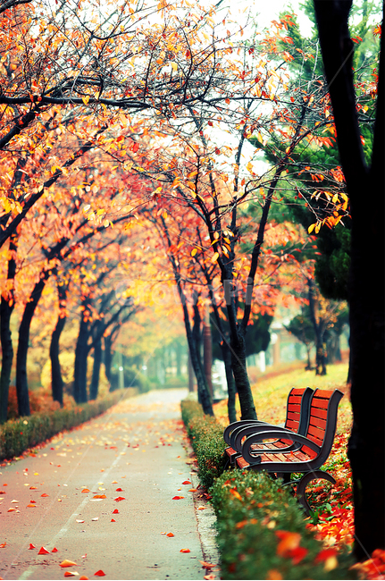 공원,가을,낙엽,나무,감성,단풍,가을,계절,fall,autumn,season