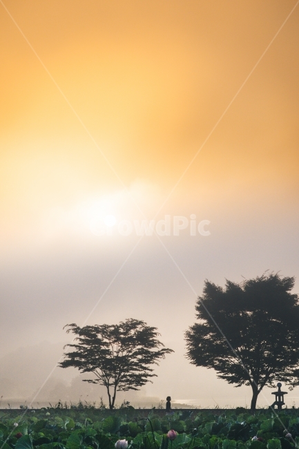 twilight,새벽,두물머리,황혼,인물실루엣,자연,풍경,nature,landscape,한국자연풍경,한국자연경관,korea nature landscape,사람,인물,인간,human,person,인물실루엣,사람실루엣,character silhouette,human silhouette,감성,sensible,feeling,plant,식물,tree,나무