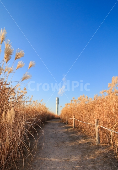 	갈대,억새,하늘공원,풍경,경치,갈대밭,억새밭,가을,겨울,파란,하늘,청명한,맑은,자연,공원,생태,생태공원,환경,도심공원,축제,월드컵공원,상암동,난지도,에코,친환경,길,텅빈,조용한,평화로운,한산한,계절,고요한,배경,부드러운,소프트한,햇빛,감성,감성사진,굴뚝,연기,산업,공장,발전소,자연,풍경,nature,landscape,가을,계절,fall,autumn,season,grass,잔디,plant,식물,lawn,reed,갈대