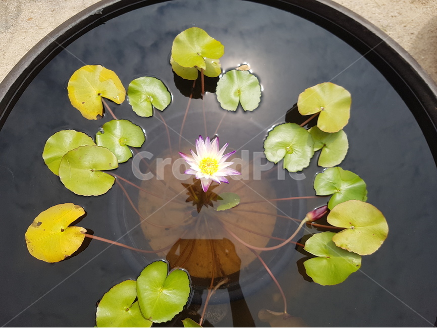 연곷,전등사연꽃,전등사,강화전등사,봄연꽃,식물,자연,plants,nature,꽃,flower