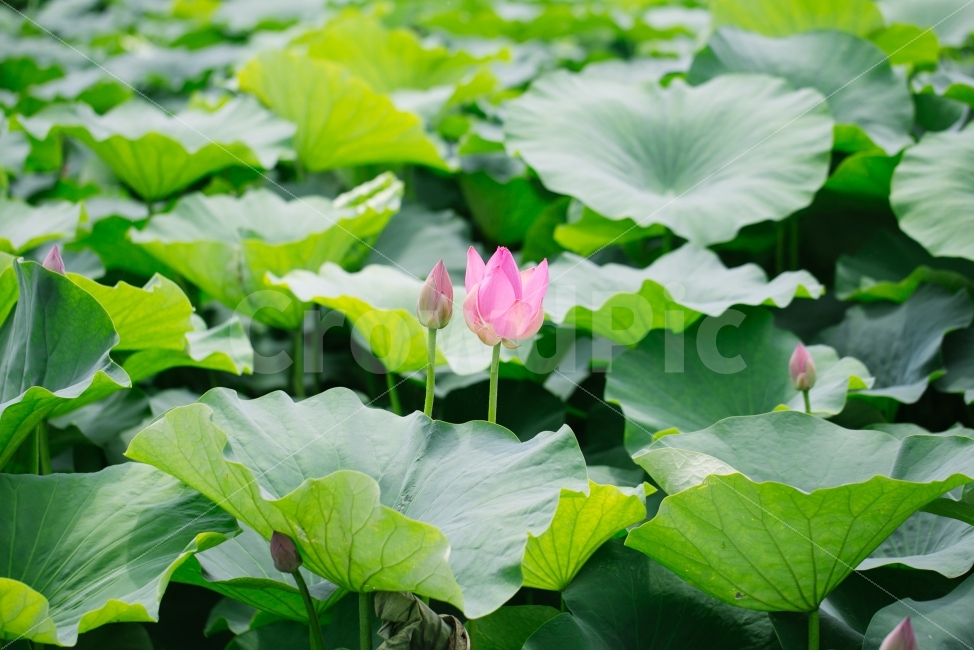 	연꽃,덕진공원,연잎,꽃,초록,flower,plant,호수,공원,식물,자연,plants,nature,꽃,flower
