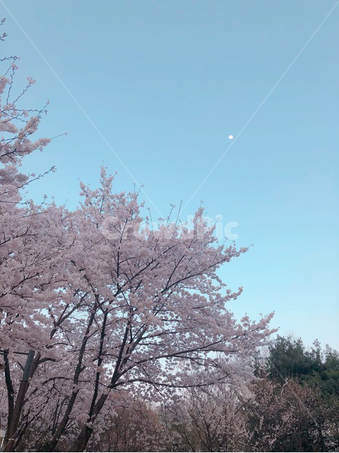 식물,plant,blossom,꽃,flower,벚꽃
