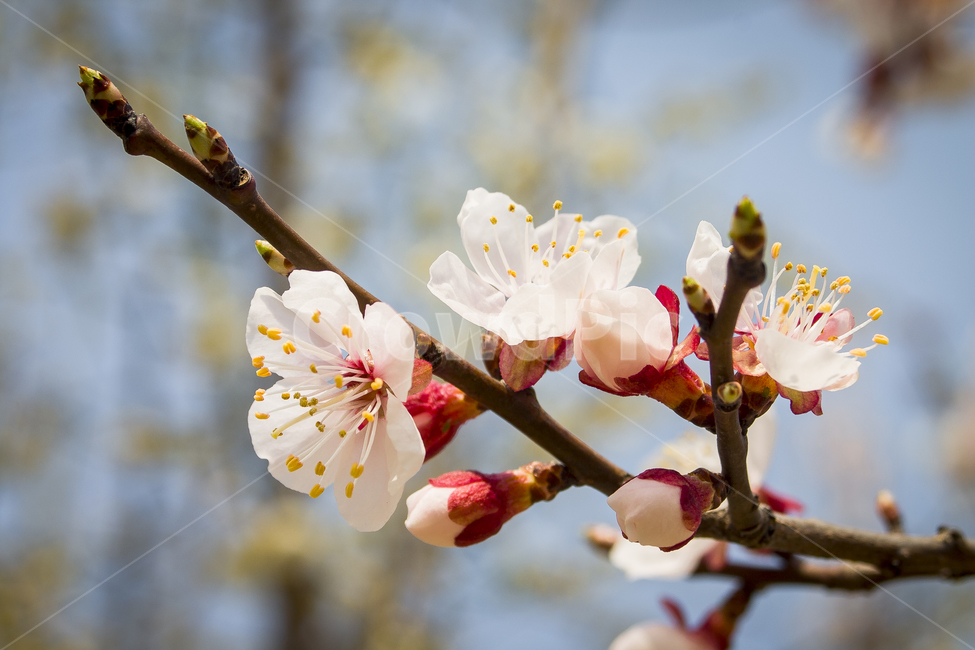 봄,꽃,만개,개화,매화,umeflower,봄,계절,spring,season,식물,자연,plants,nature,꽃,flower,plant