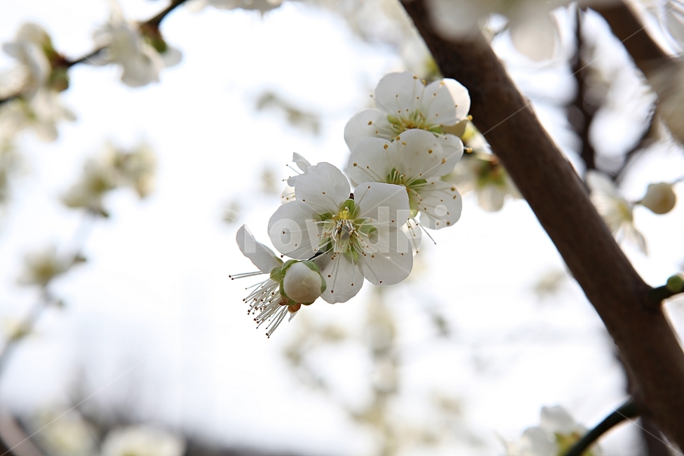 매화꽃,매화,꽃,꽃잎,봄꽃,봄,공원,식물,자연,식물,자연,plants,nature,꽃,flower