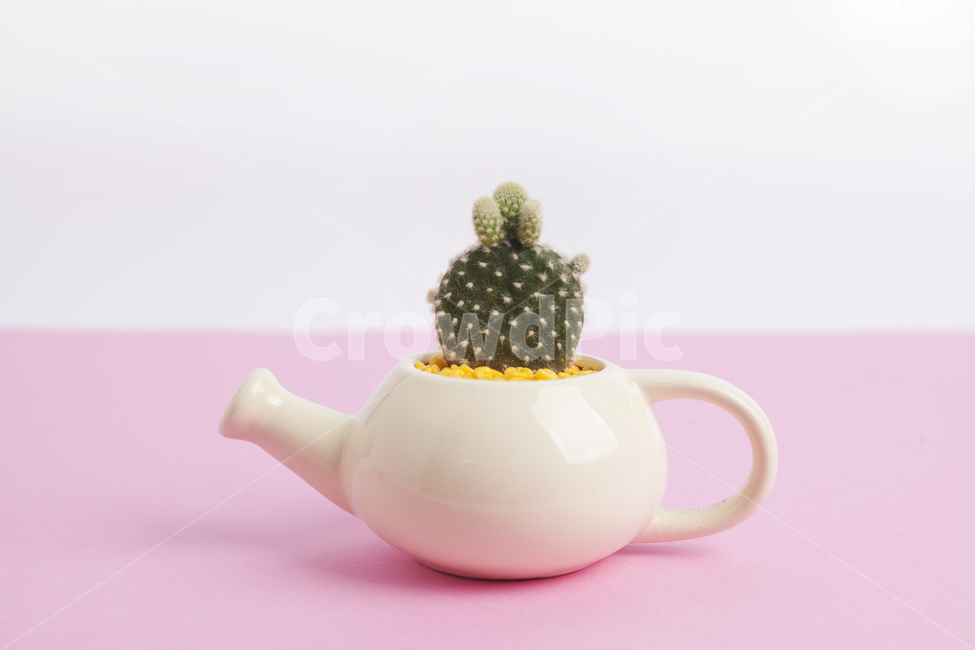 선인장,다육식물,다육이,봄,반려식물,식물,자연,plants,nature,실내용화초,화분,화초,house plant,사물,물건,오브젝트,thing,object,matter