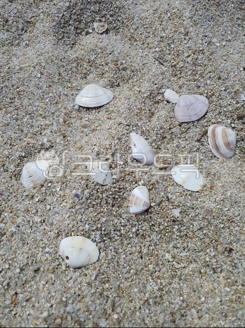 Beach,sandy beach,seashell,clam