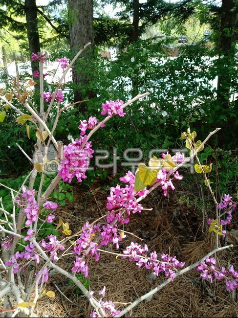 sheath tree,Paktaegi tree,Bucktaegi tree flower,legume,judastree,bead flower tree,chineseredbud,Judas tree,rice bran flower tree