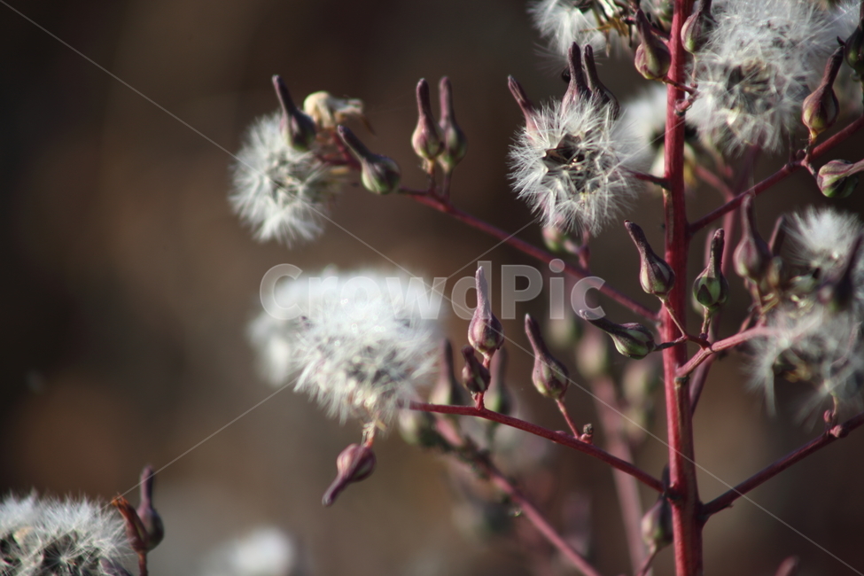 씨앗,종자,번식,식물,seed,식물,자연,plants,nature