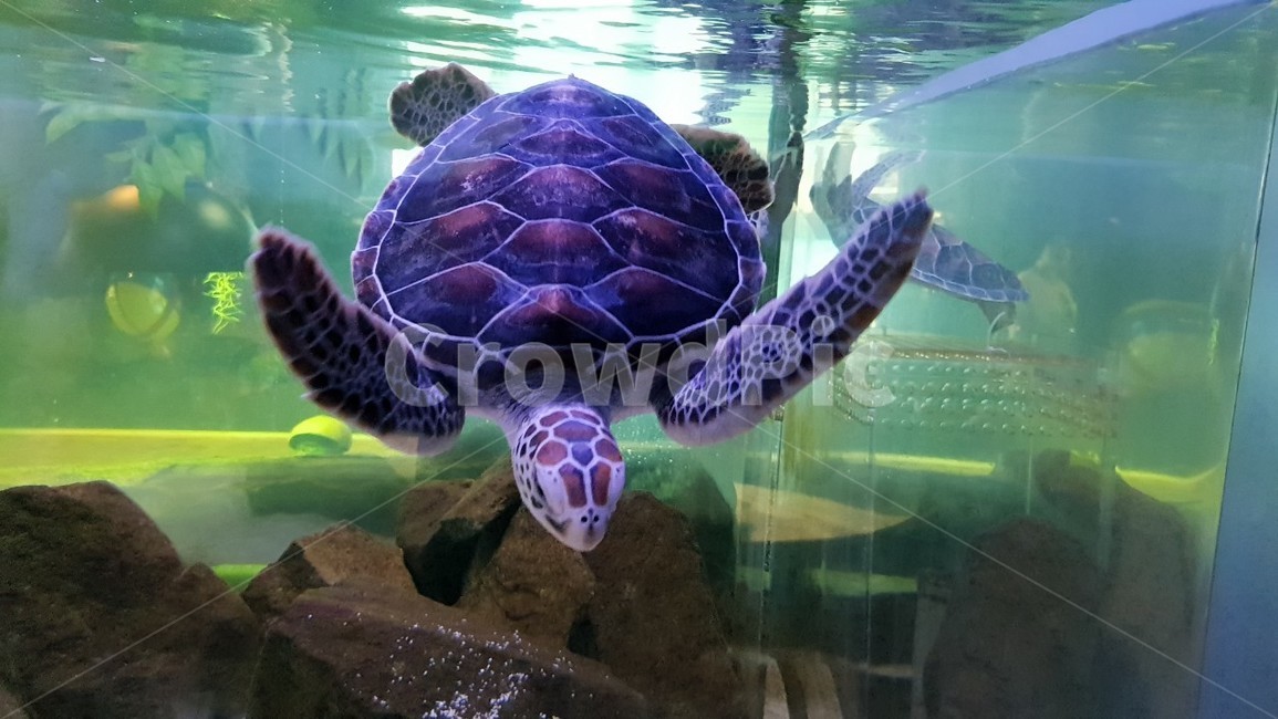 거북이,거북,수족관,수조,아쿠아리움,헤엄,동물,animal,파충류,양서류,reptile,amphibian