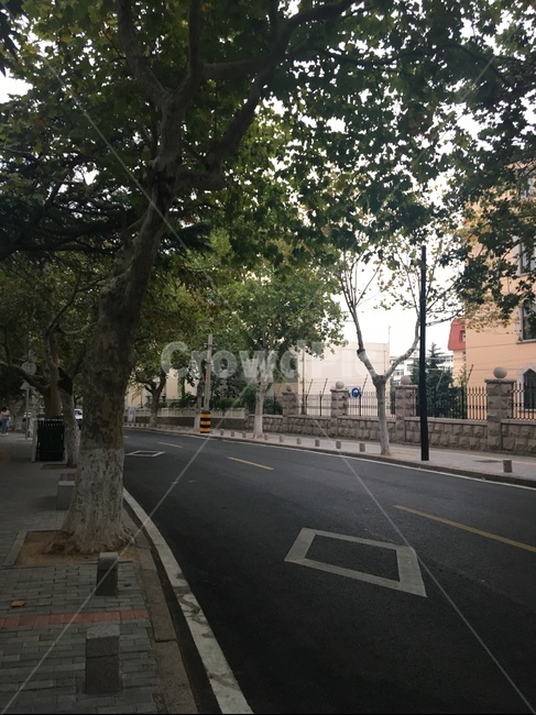 가로수길,플라타너스,도로,road,아스팔트